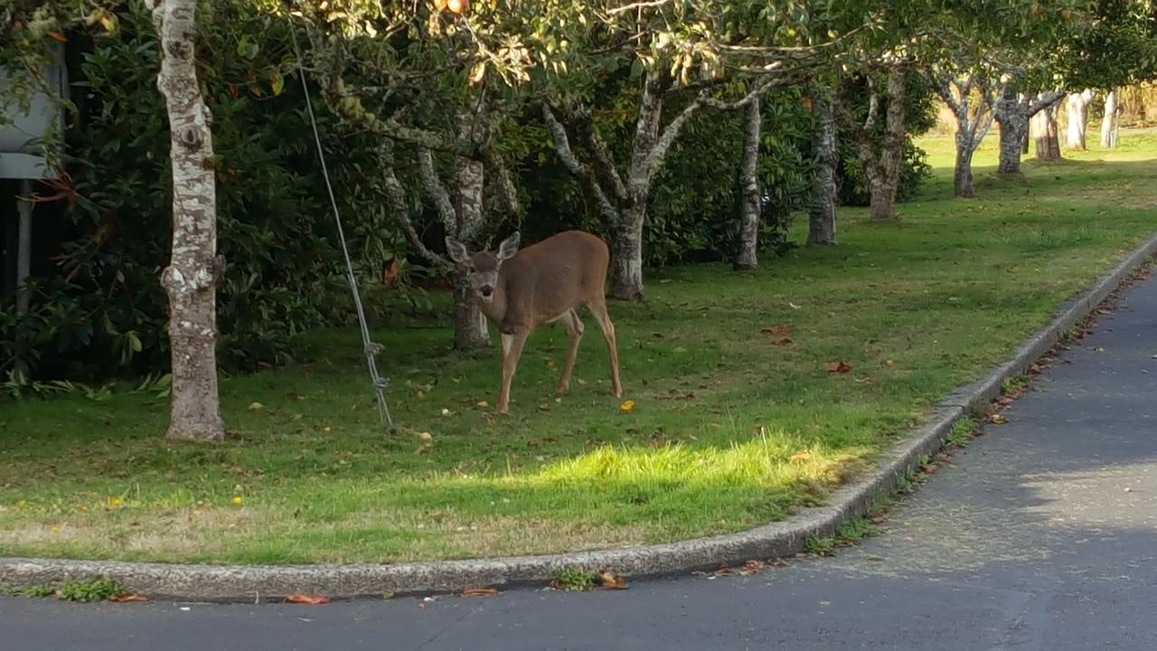 Winchester Bay Inn Reedsport Phòng bức ảnh